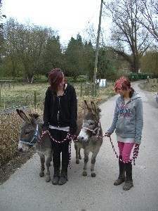 [Walking the donkeys]