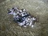[New piglets]