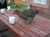 [Chicken drinking tea!]