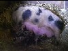 [Charity's piglets]