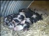 [Piglets asleep]
