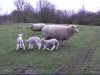 [Bouncing lambs!]