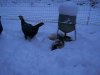 [Ducks in the snow]