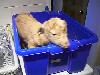 [Joseph in a box!]