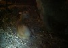[Lambing Live]