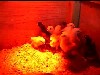 [Northmead, Shere & Shirley chicks]