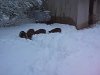 [Pigs foraging in snow]
