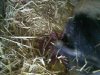 [Piglets]