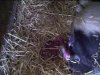 [Piglets]