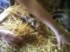 [Piglets]