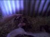 [Piglets]